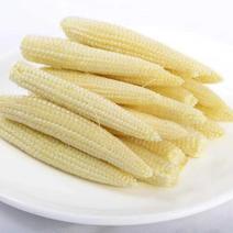 玉米笋水果玉米笋广西特产黄金玉米笋玉米粒