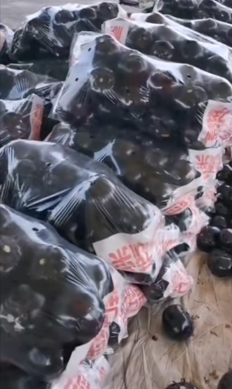 【推荐】精品嫁接黑圆茄苗茄苗抗病能力强产量高