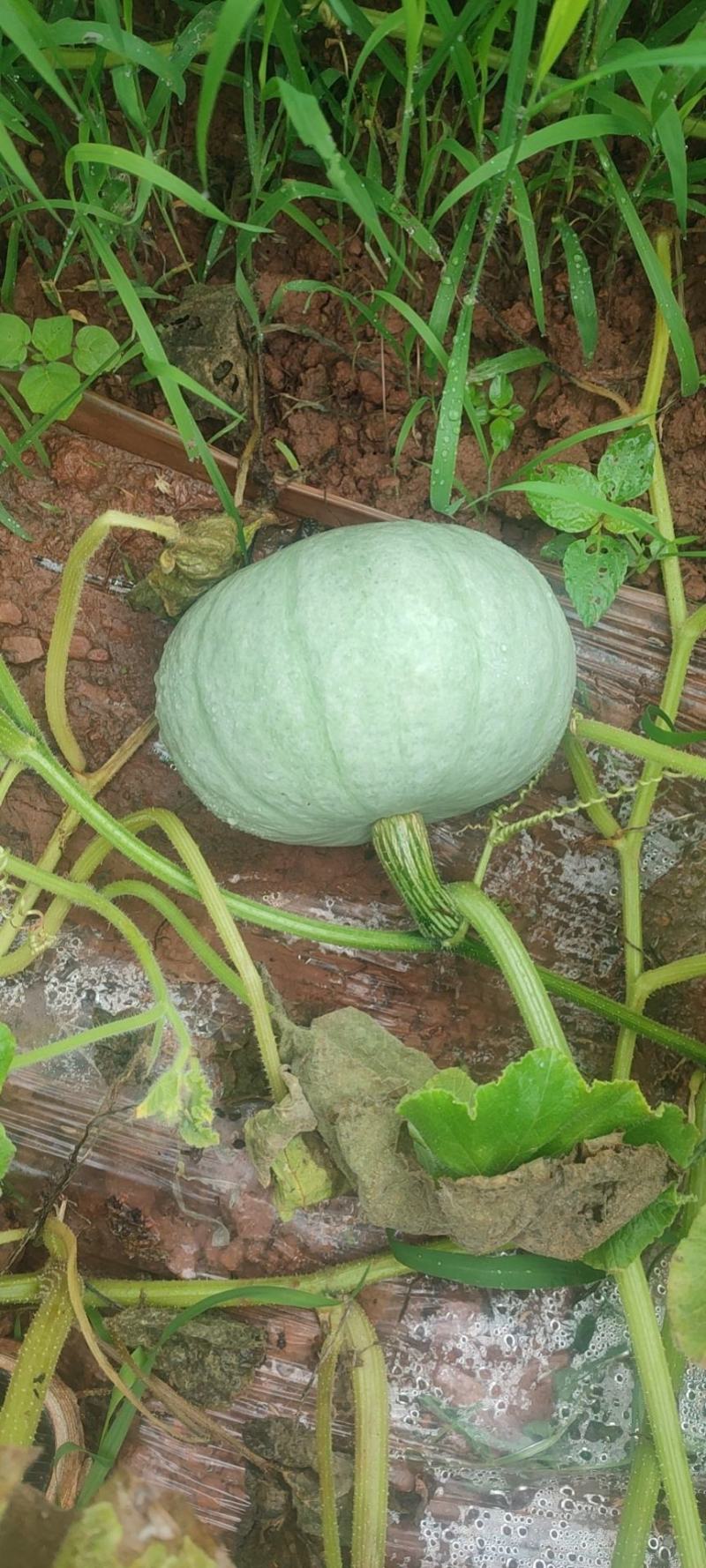 银栗南瓜，基地种植口感好，肉红，个头均匀欢迎全国客商采购