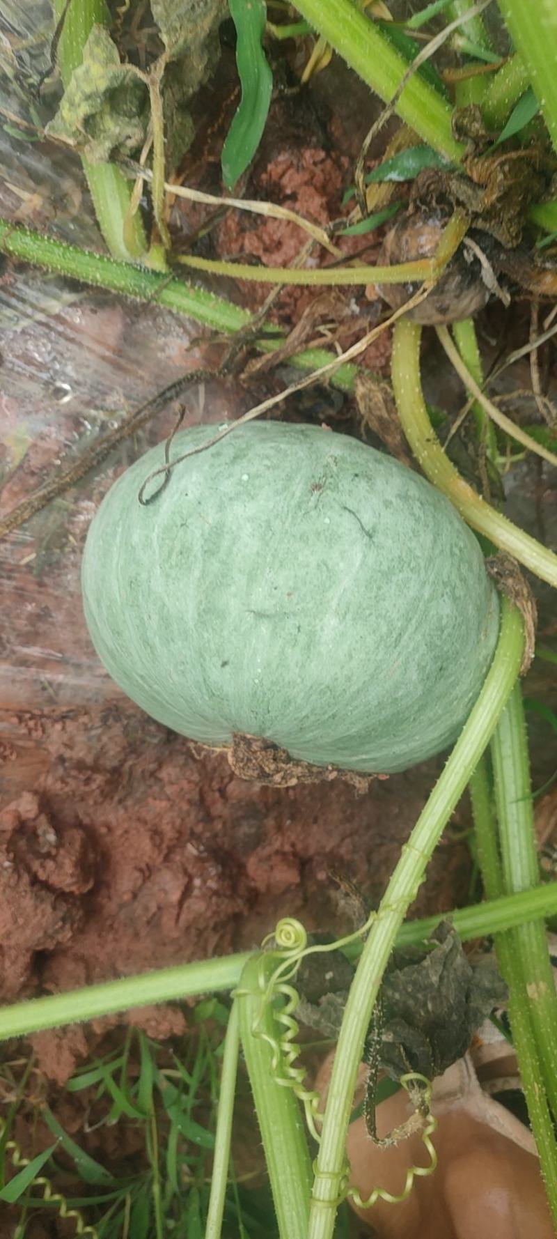 银栗南瓜，基地种植口感好，肉红，个头均匀欢迎全国客商采购