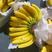 进口菲律宾香蕉，大量现货，货量充足一手货源