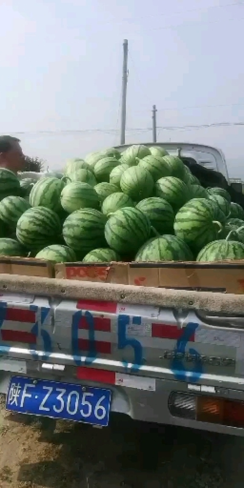 美都8424直生苗