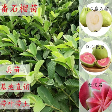 番石榴苗珍珠番石榴苗红心芭乐苗红宝石苗