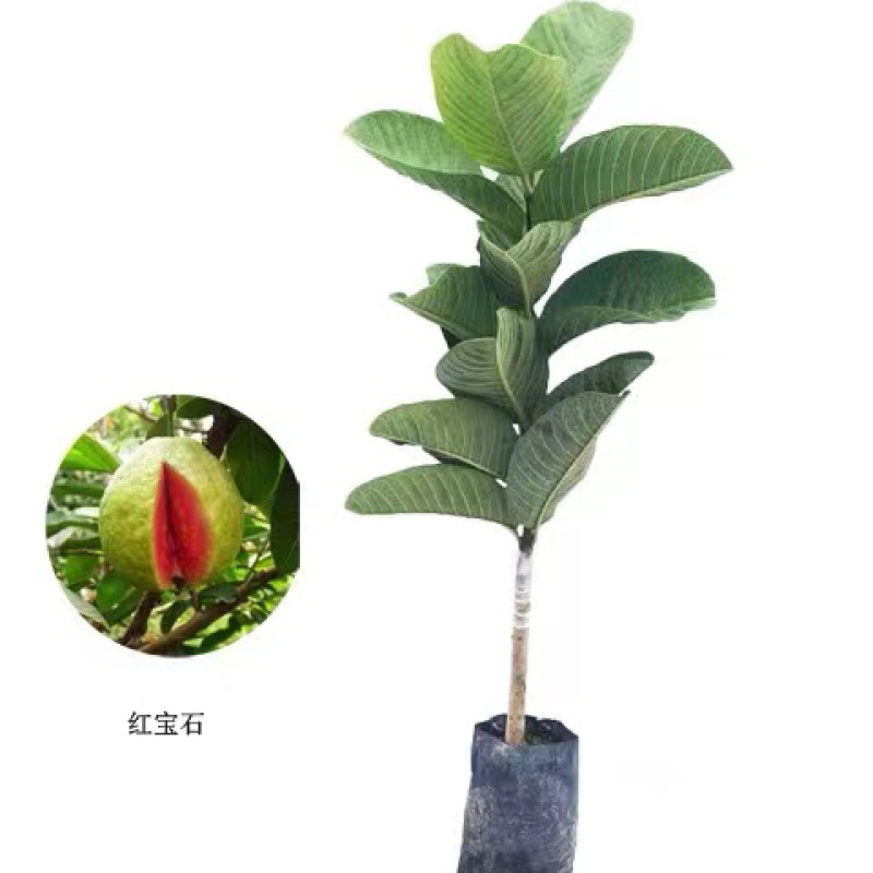番石榴苗珍珠番石榴苗红心芭乐苗红宝石苗