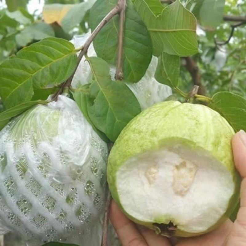 番石榴苗珍珠番石榴苗红心芭乐苗红宝石苗