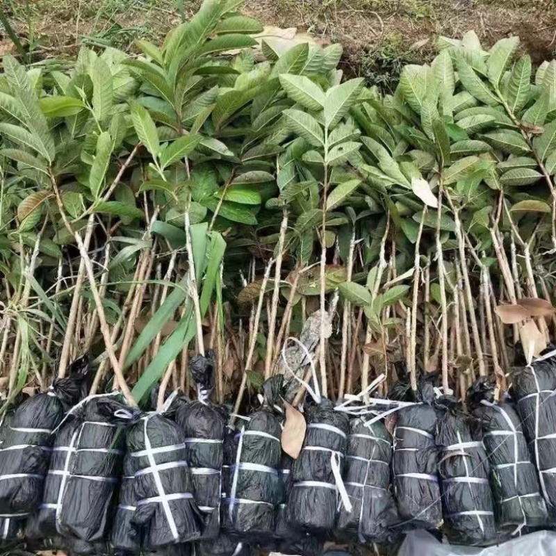番石榴苗珍珠番石榴苗红心芭乐苗红宝石苗