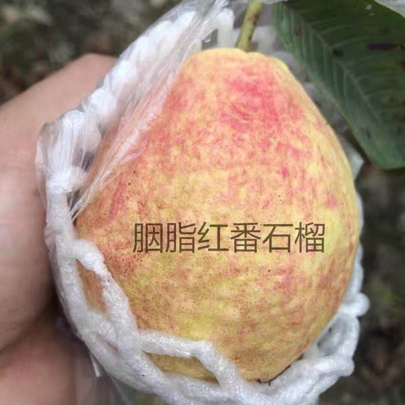 番石榴苗珍珠番石榴苗红心芭乐苗红宝石苗