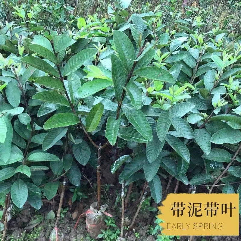 番石榴苗珍珠番石榴苗红心芭乐苗红宝石苗