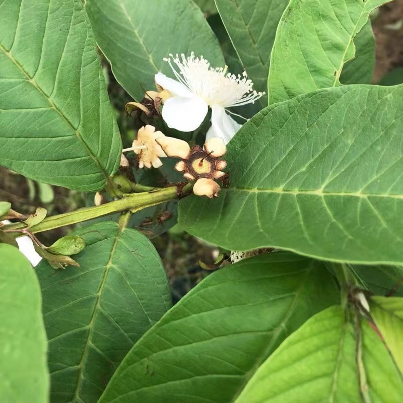 番石榴苗珍珠番石榴苗红心芭乐苗红宝石苗