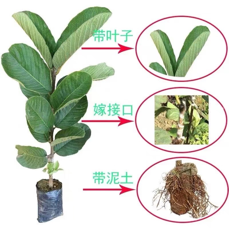 番石榴苗珍珠番石榴苗红心芭乐苗红宝石苗