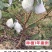 番石榴苗珍珠番石榴苗红心芭乐苗红宝石苗