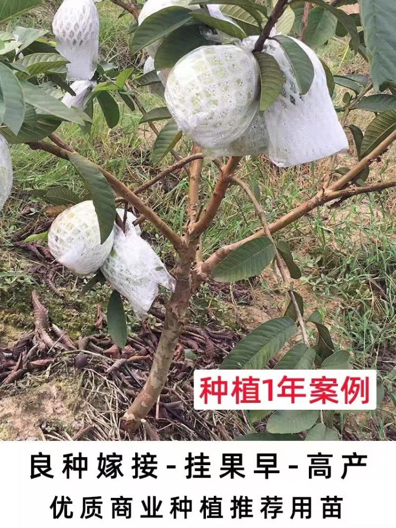 番石榴苗珍珠番石榴苗红心芭乐苗红宝石苗