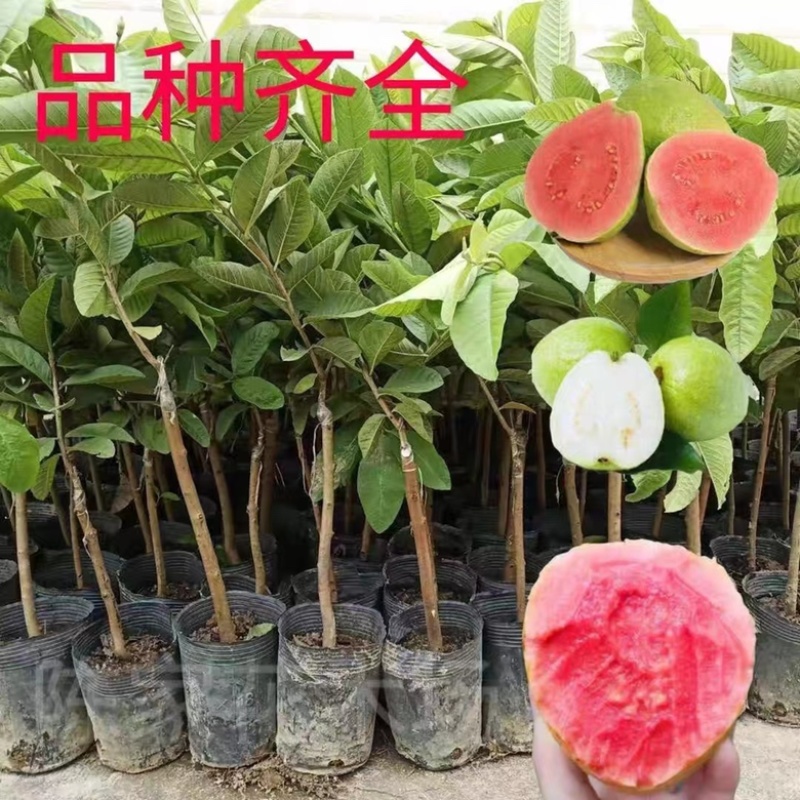 番石榴苗珍珠番石榴苗红心芭乐苗红宝石苗