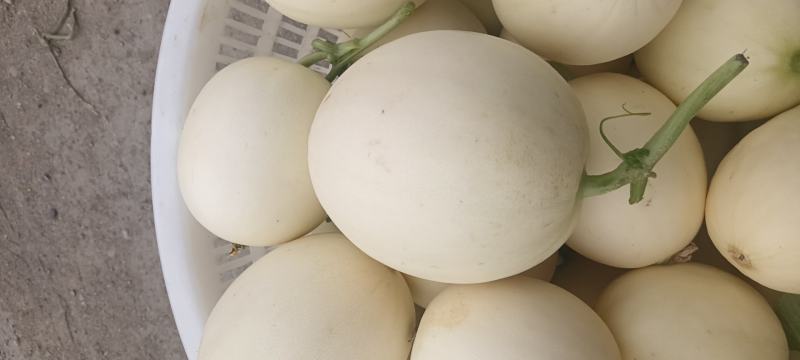西瓜甜瓜，辣椒