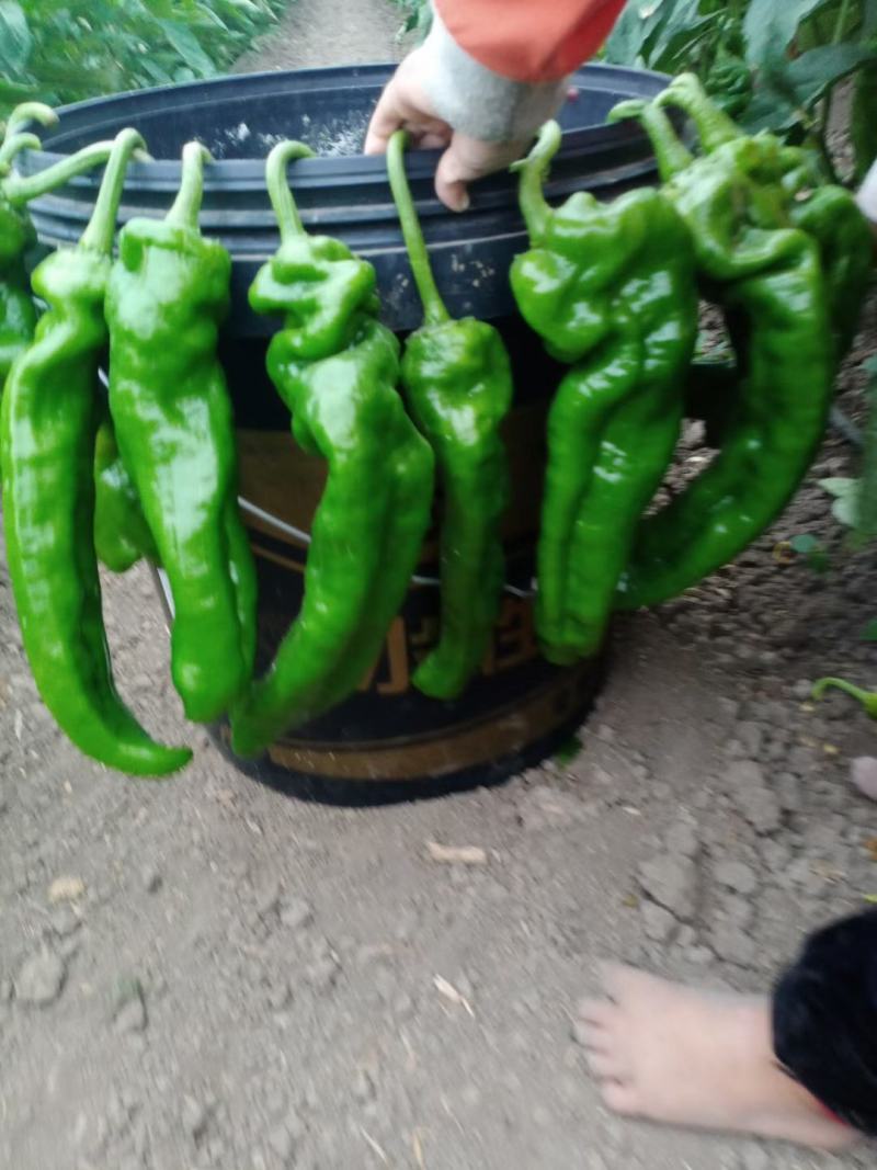 西瓜甜瓜，辣椒