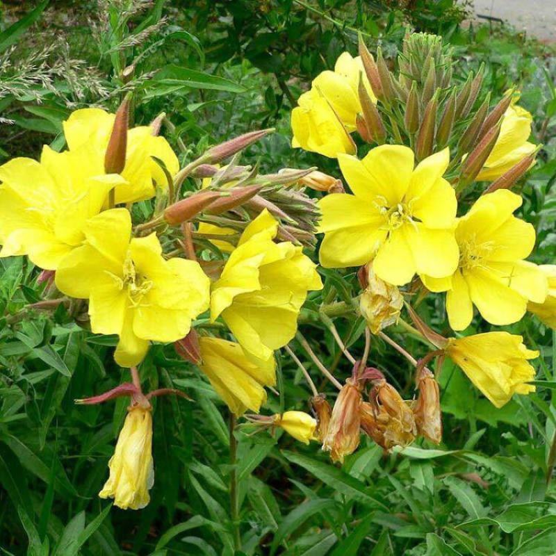 黄花月见草种子