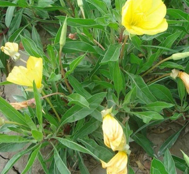黄花月见草种子