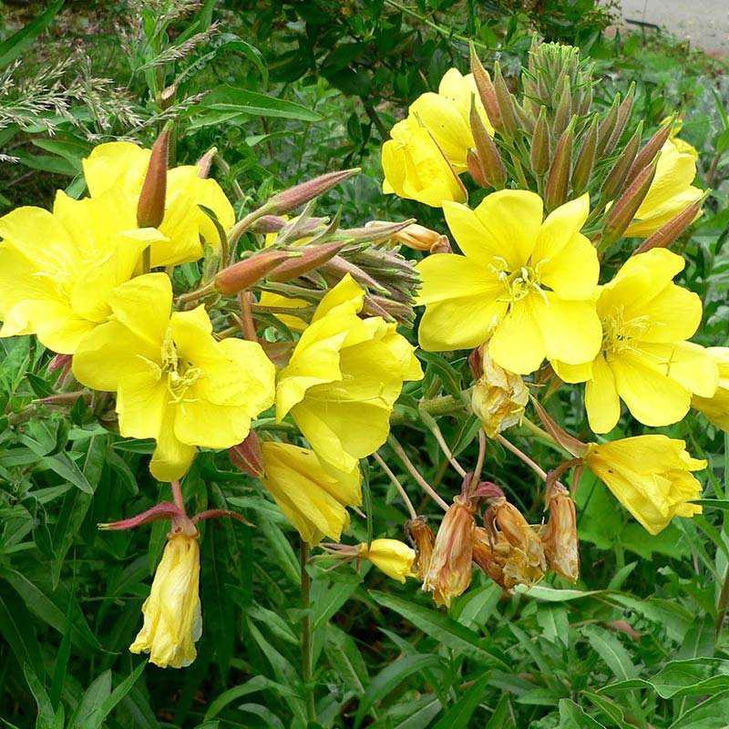 黄花月见草种子