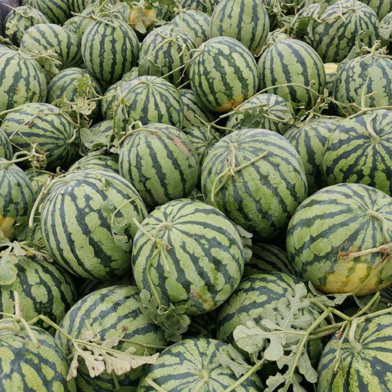 【推荐】开封精品美都西瓜产地直发糖度高口感好