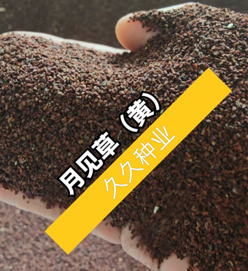 黄花月见草种子