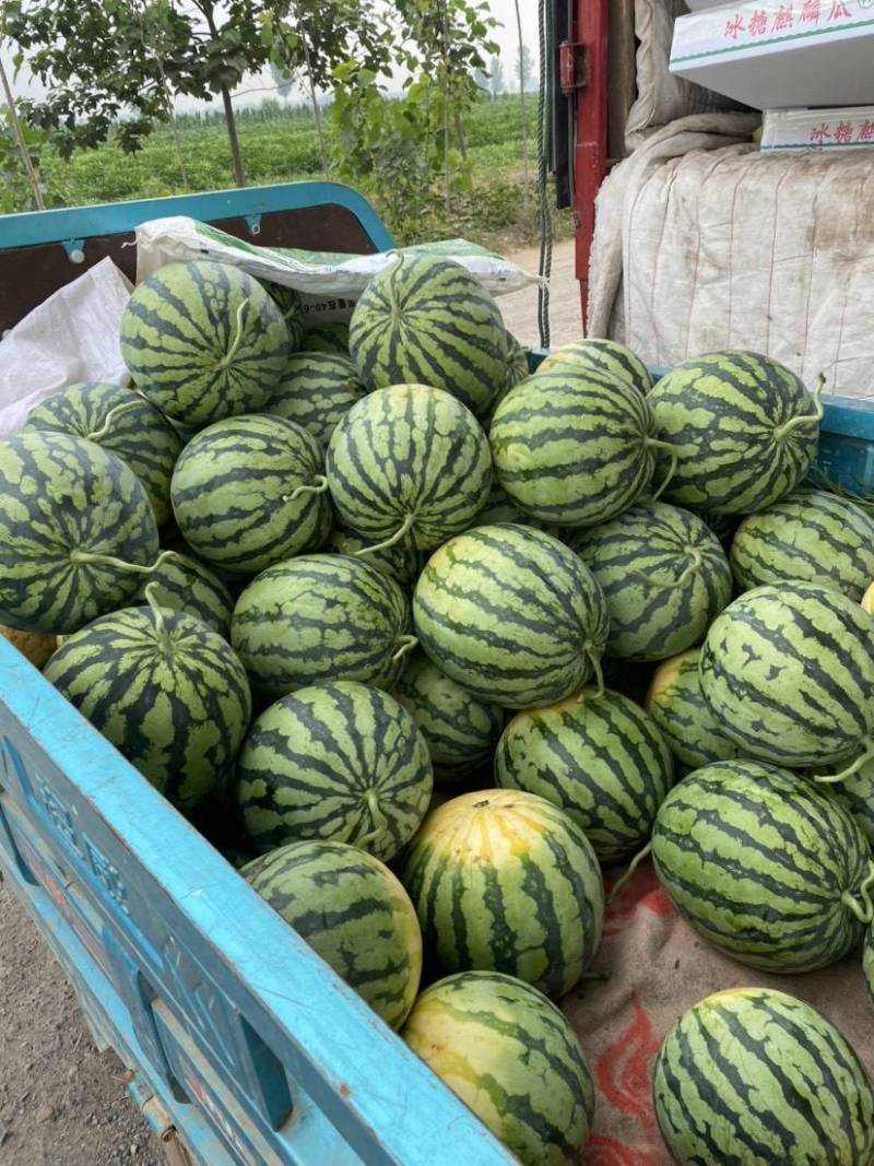 【推荐】开封精品美都西瓜产地直发糖度高口感好