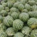 【推荐】开封精品美都西瓜产地直发糖度高口感好