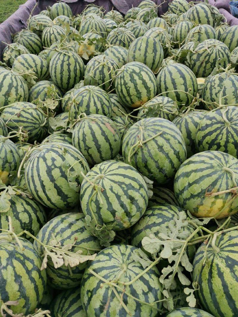 【推荐】开封精品美都西瓜产地直发糖度高口感好
