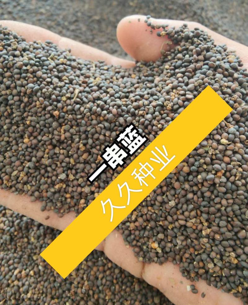 一串蓝花种子太平洋蓝花鼠尾草种籽园林道路景观绿化花卉阳台