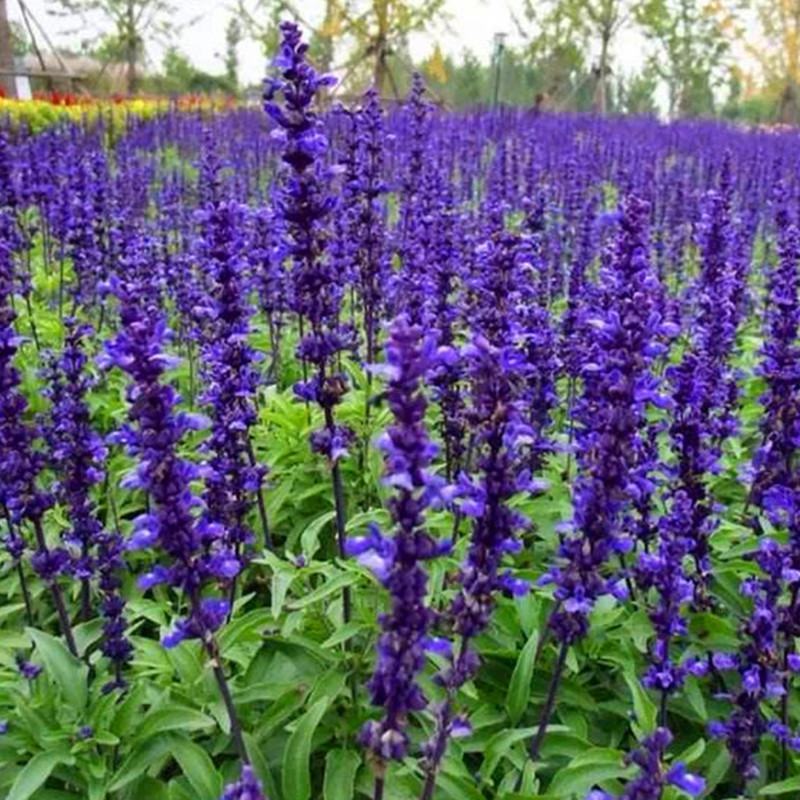 一串蓝花种子太平洋蓝花鼠尾草种籽园林道路景观绿化花卉阳台