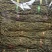 2022年新豆角干上市精品条形饱满无碎