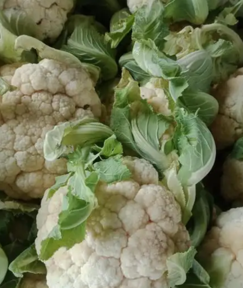 【精品】开封青梗松花菜有机花菜花椰菜货源充足