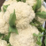 【精品】开封青梗松花菜有机花菜花椰菜货源充足