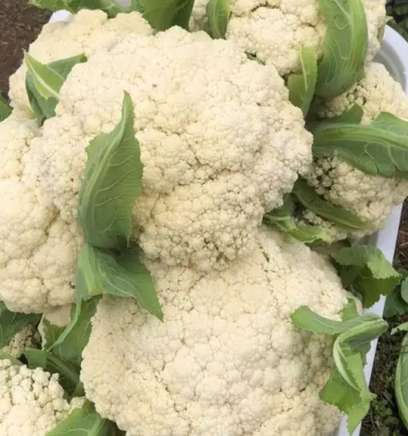 【精品】开封青梗松花菜有机花菜花椰菜货源充足