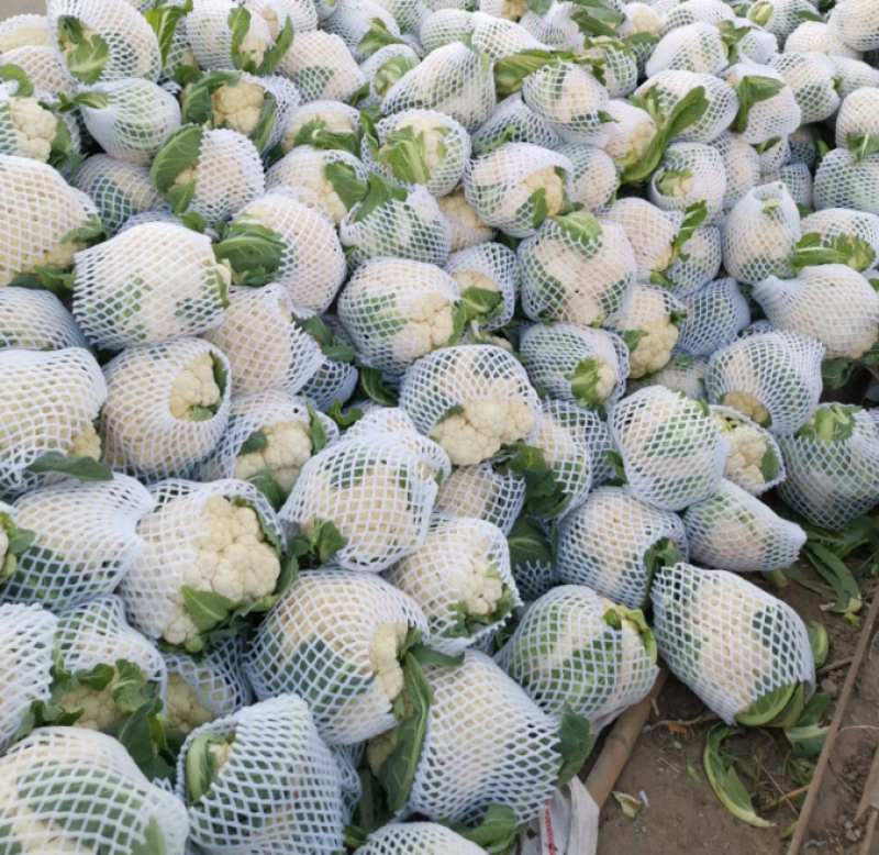 【精品】开封青梗松花菜有机花菜花椰菜货源充足