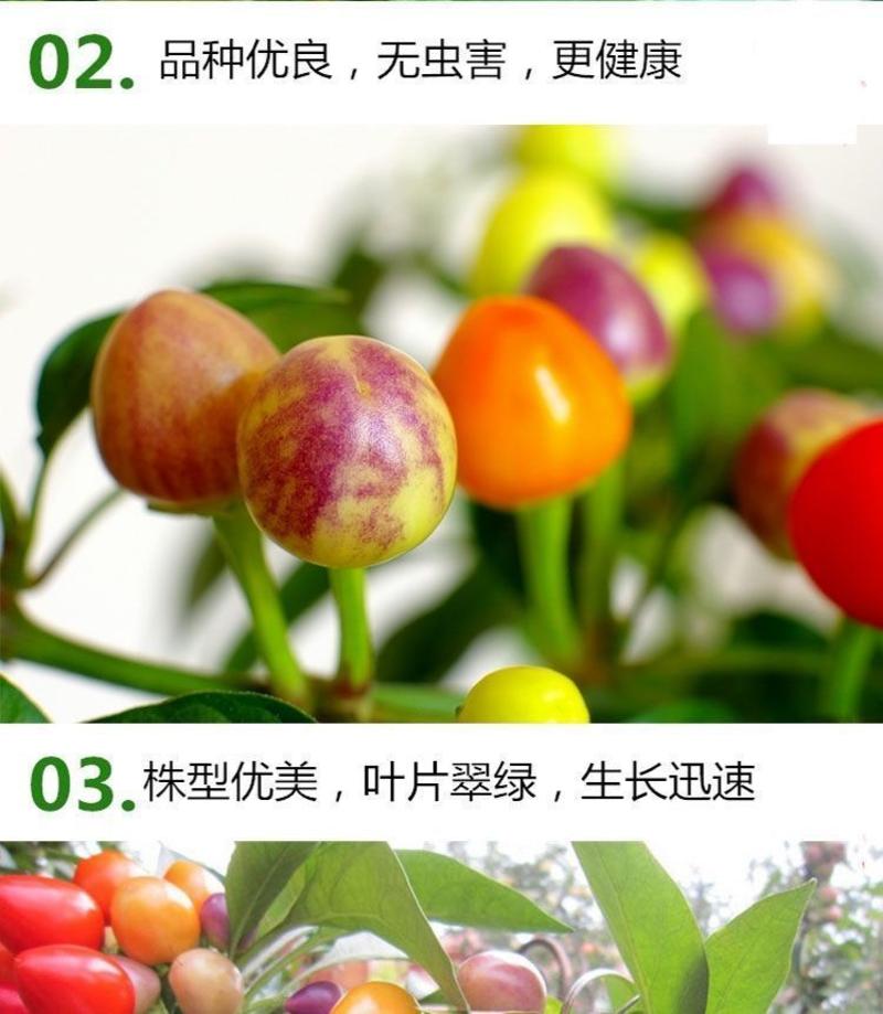 四季可播辣椒种子七彩椒五彩椒朝天椒室内阳台盆栽蔬果种子