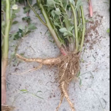 野生新鲜带刺刺苋根红菜头红刺苋刺苋菜假苋菜猪母菜勒苋菜