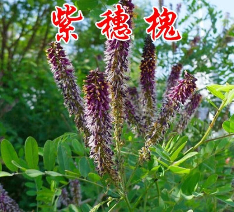 护坡种子紫穗槐种子棉槐椒条棉条穗花槐紫翠槐