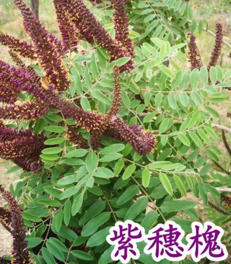 护坡种子紫穗槐种子棉槐椒条棉条穗花槐紫翠槐
