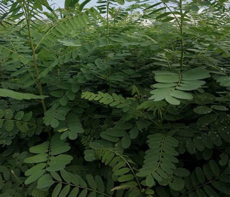 护坡种子紫穗槐种子棉槐椒条棉条穗花槐紫翠槐