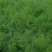 精品茴香一手货源没有差价欢迎各地老板选购