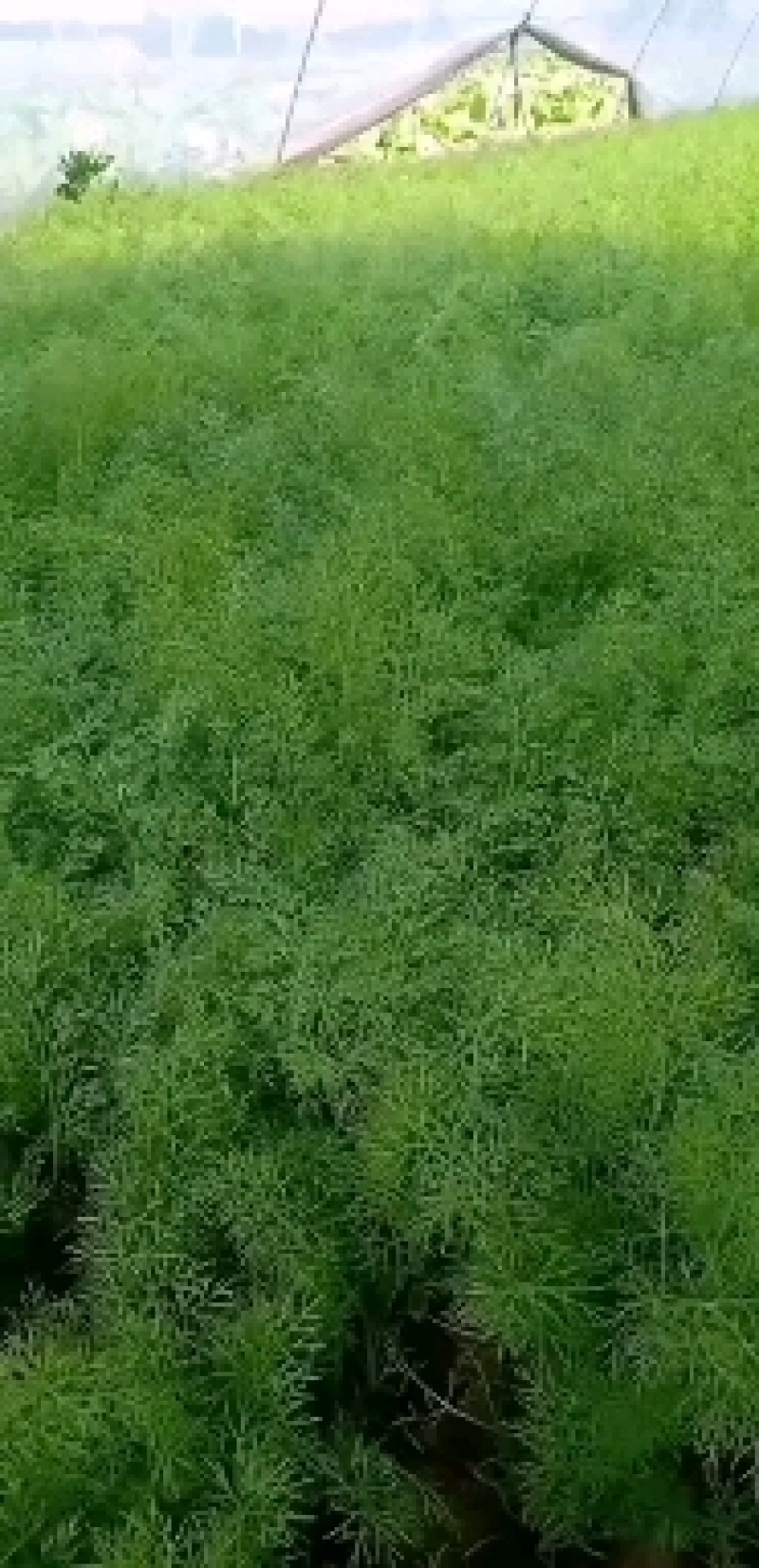 精品茴香一手货源没有差价欢迎各地老板选购