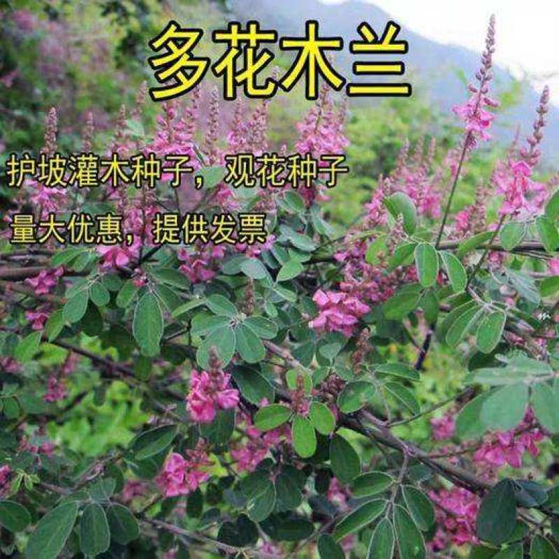 多花木兰种子护坡灌木饲用灌木牧草种籽抗旱耐寒高蛋白饲草