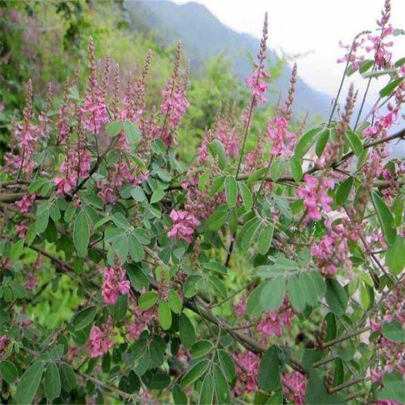 多花木兰种子护坡灌木饲用灌木牧草种籽抗旱耐寒高蛋白饲草