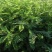 多花木兰种子护坡灌木饲用灌木牧草种籽抗旱耐寒高蛋白饲草