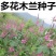 多花木兰种子护坡灌木饲用灌木牧草种籽抗旱耐寒高蛋白饲草