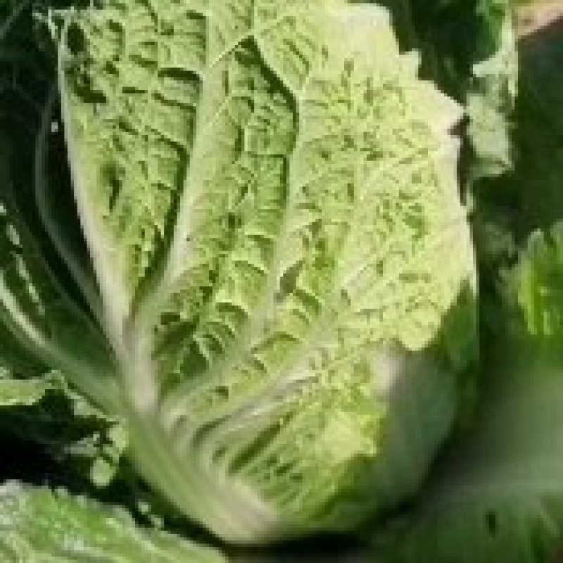 精品黄心大白菜一手货源地头装车没有差价欢迎各地老板选购