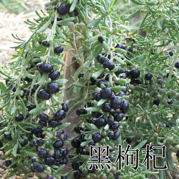 野生黑枸杞种子黑苟杞营养丰富四季播保健花青素水土保持庭院