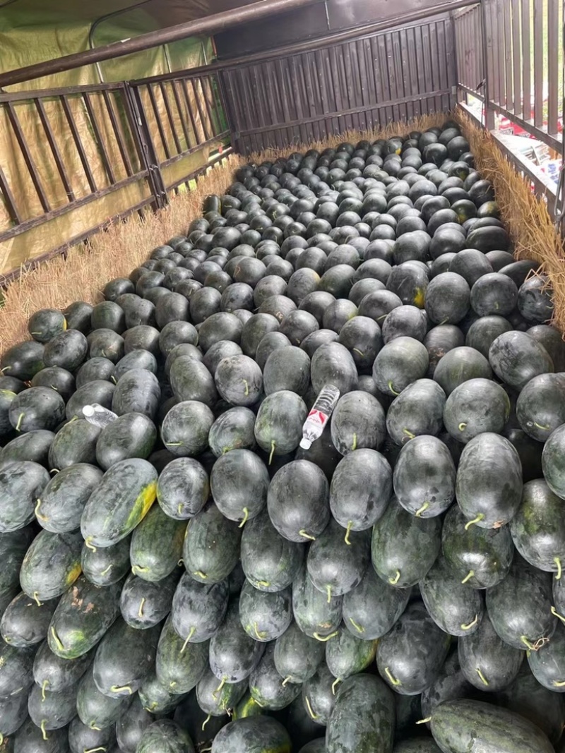 精品黑美人西瓜6斤起步产地直发抗裂耐运输质量保证