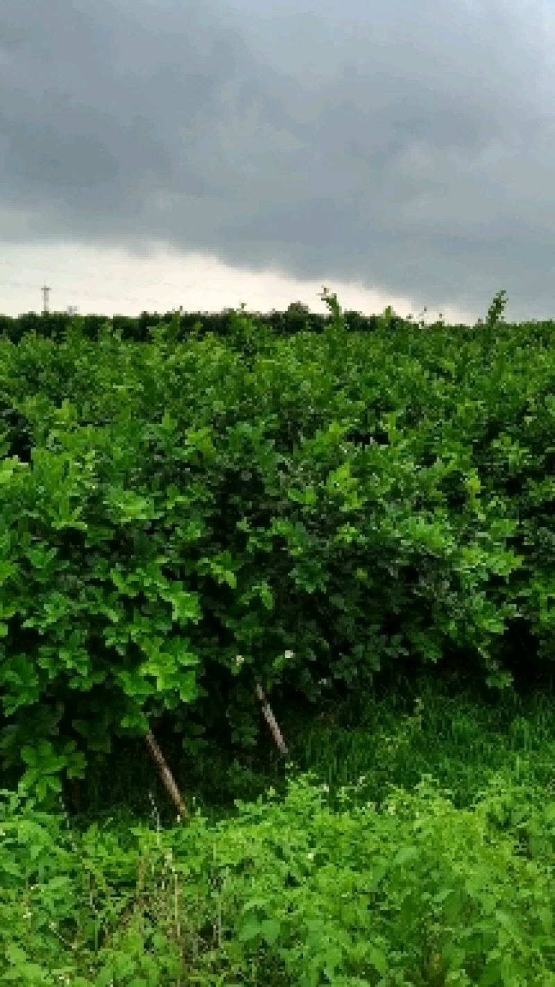 香水柠檬