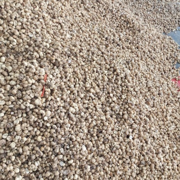 湖北贝母产地直销，无硫片，无硫个低价出售